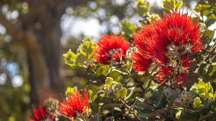 Lehua 2024.jpg