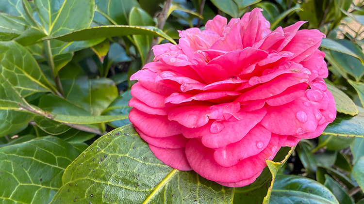 CAMELIA GALLERY KMC 750 X 421.jpg