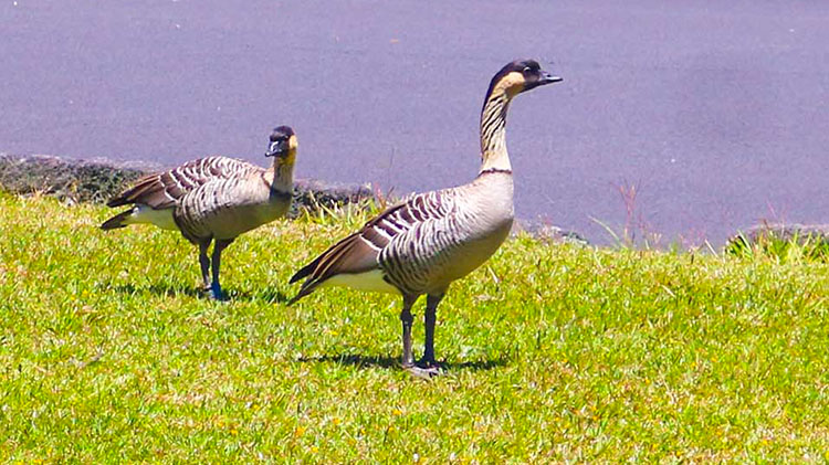 Nene goose.jpg
