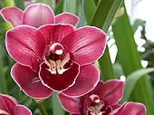 cymborchids.webp