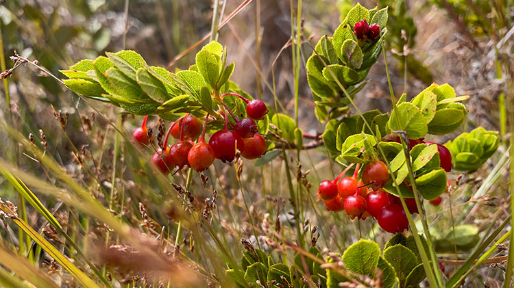 Ohelo berry.jpg