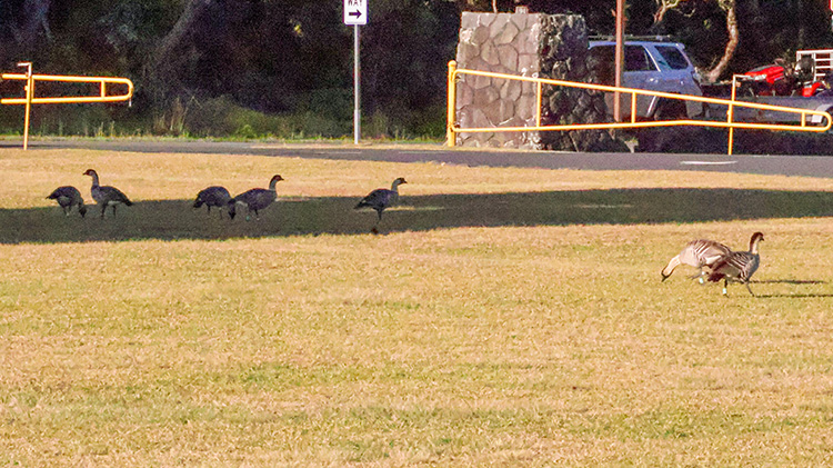Nene goose 9 2 25.jpg
